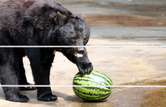 ’더위엔 수박이지’