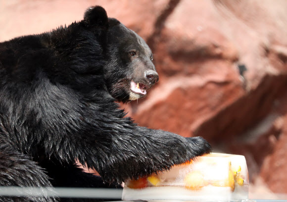얼음간식 껴안는 반달곰
