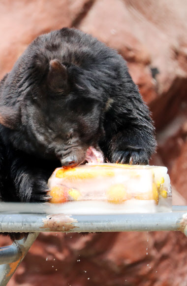 얼음간식 ’앙~’