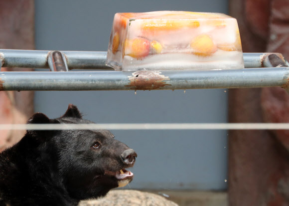 얼음간식 바라보는 반달곰