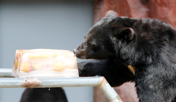 얼음간식 ’앙~’