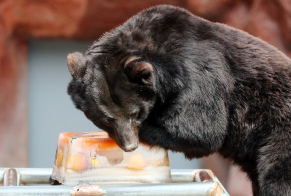 얼음간식 껴안는 반달곰
