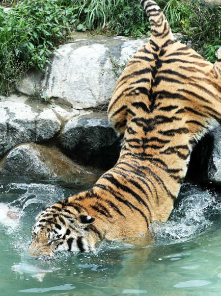 호랑이의 피서법