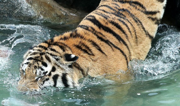 호랑이의 피서법