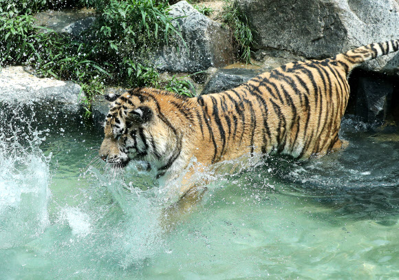 호랑이의 피서법