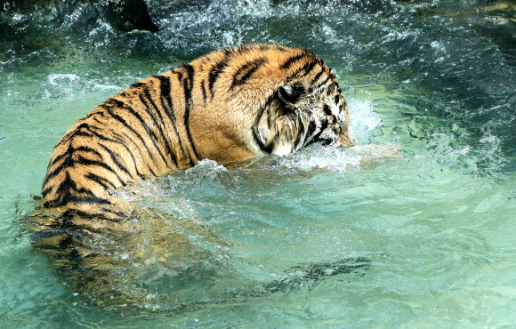 호랑이의 피서법