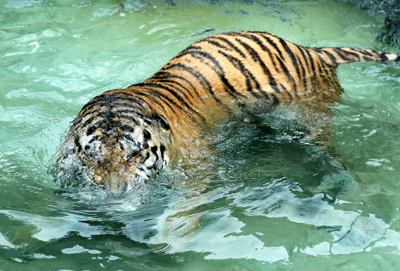 호랑이의 피서법
