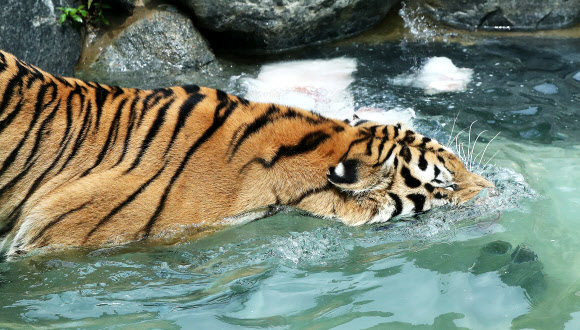 호랑이의 피서법