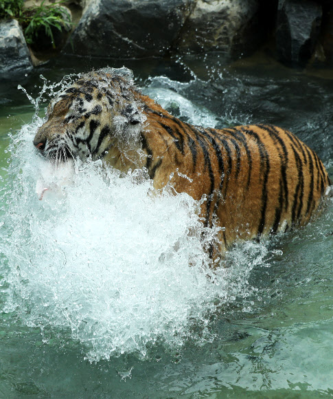호랑이의 피서법