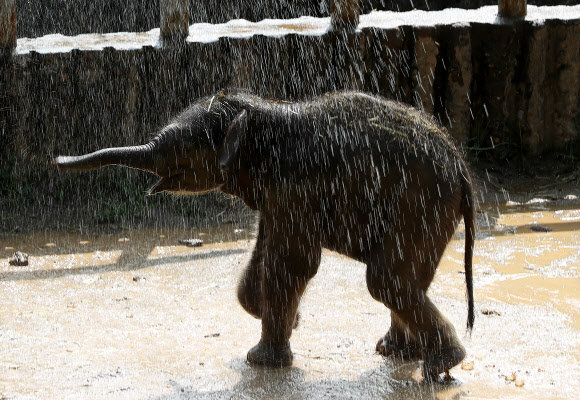 물 맞으며 신난 아기코끼리