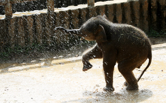 물 맞으며 신난 아기코끼리