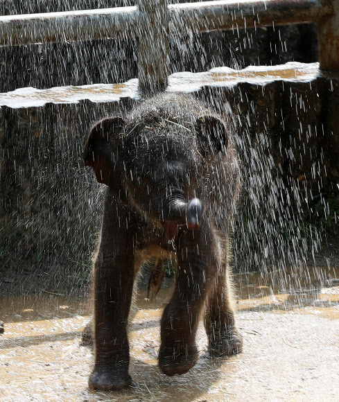 물 맞으며 신난 아기코끼리