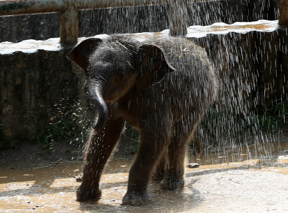 물 맞으며 신난 아기코끼리