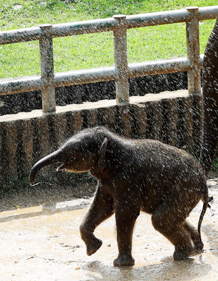 물 맞으며 신난 아기코끼리