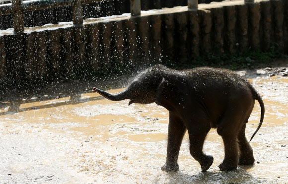 물 맞으며 신난 아기코끼리