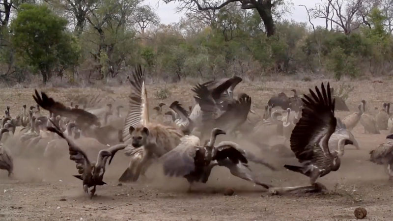 유튜브 영상 캡처, Londolozi Game Reserve