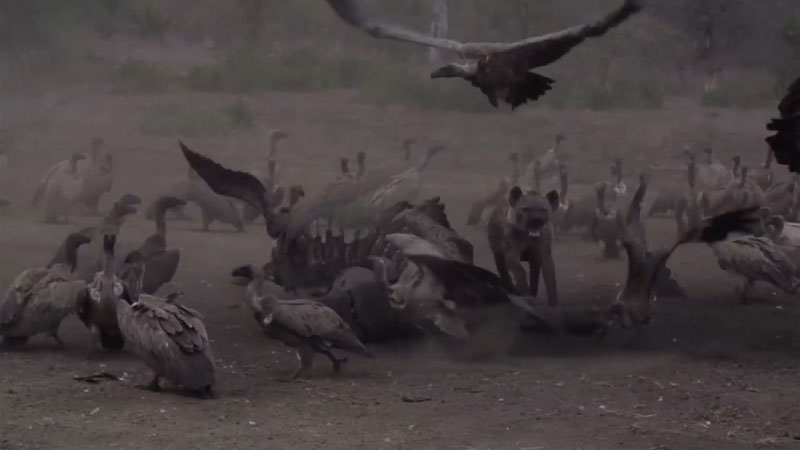 유튜브 영상 캡처, Londolozi Game Reserve