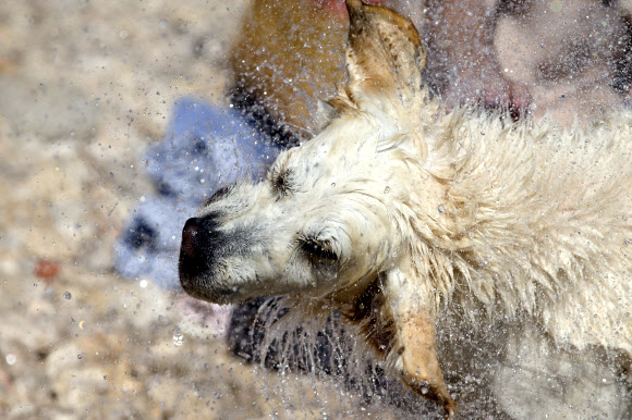 14일(현지시간) 크로아티아 크릭베니카 아드리아 해 반려견 전용 해변에서 한 반려견이 수영을 즐기고 물기를 털고 있다. AP 연합뉴스