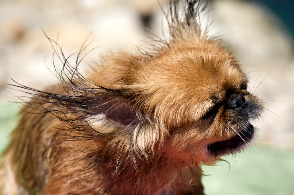 14일(현지시간) 크로아티아 크릭베니카 아드리아 해 반려견 전용 해변에서 한 반려견이 수영을 즐기고 물기를 털고 있다. AP 연합뉴스