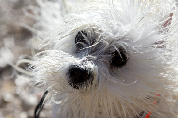 14일(현지시간) 크로아티아 크릭베니카 아드리아 해 반려견 전용 해변에서 한 반려견이 수영을 즐기고 물기를 털고 있다. AP 연합뉴스