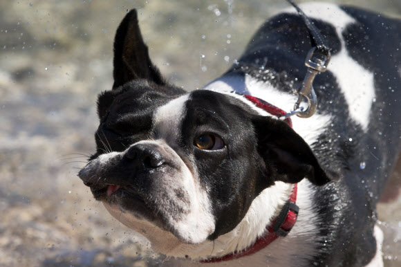 14일(현지시간) 크로아티아 크릭베니카 아드리아 해 반려견 전용 해변에서 한 반려견이 수영을 즐기고 물기를 털고 있다. AP 연합뉴스