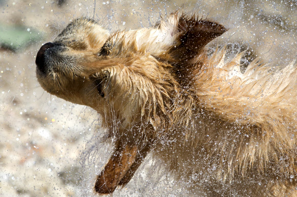 14일(현지시간) 크로아티아 크릭베니카 아드리아 해 반려견 전용 해변에서 한 반려견이 수영을 즐기고 물기를 털고 있다. AP 연합뉴스