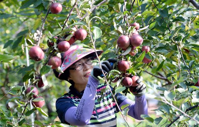 김영선씨가 사과와 비슷한 모양의 알프스오토매 나무를 돌보고 있다.