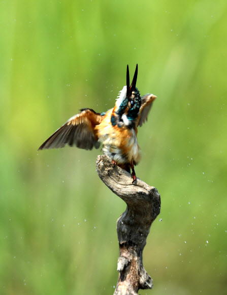 더위는 못 참아