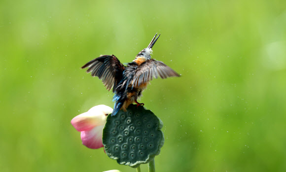 ”아∼ 시원해”