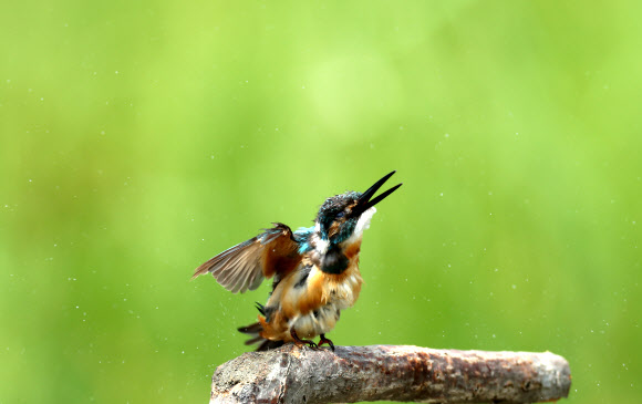 더위는 못 참아