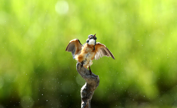 더위는 못 참아