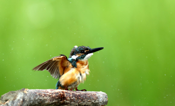 물총새의 몸부림