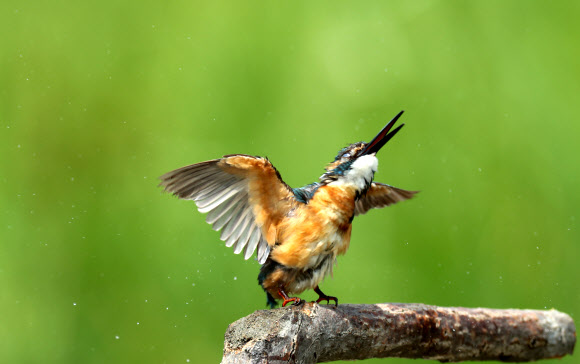 물총새의 몸부림