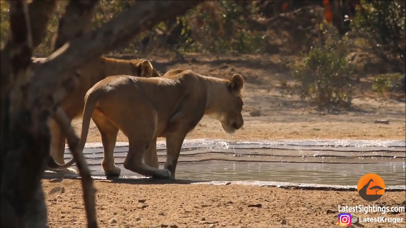 사진=Kruger Sightings