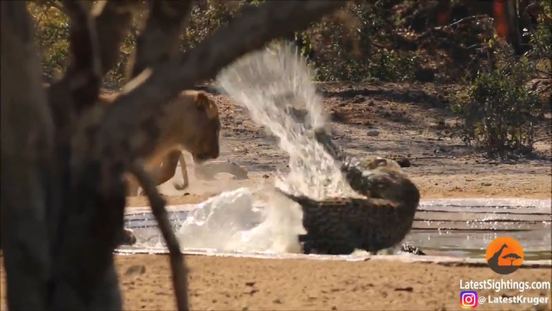 사진=Kruger Sightings