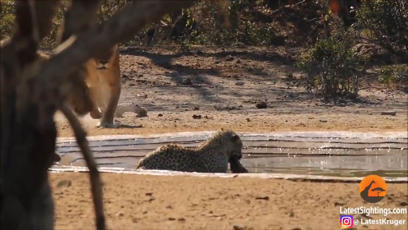 사진=Kruger Sightings