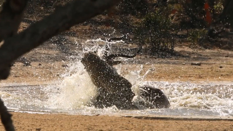 사진=Kruger Sightings