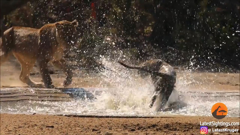 사진=Kruger Sightings