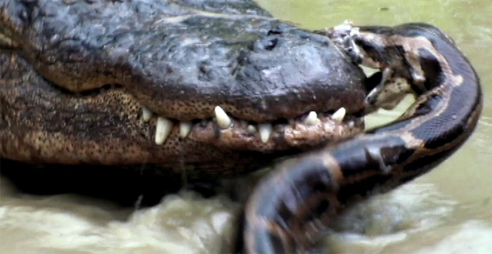 유튜브 영상 캡처