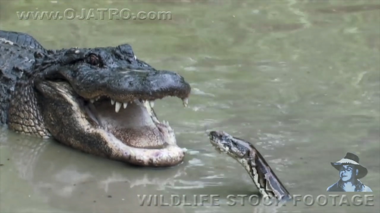 유튜브 영상 캡처
