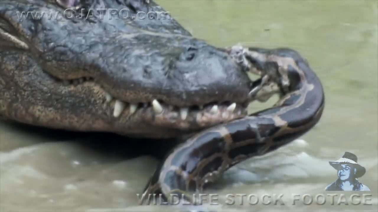 유튜브 영상 캡처