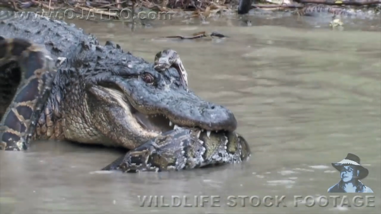 유튜브 영상 캡처