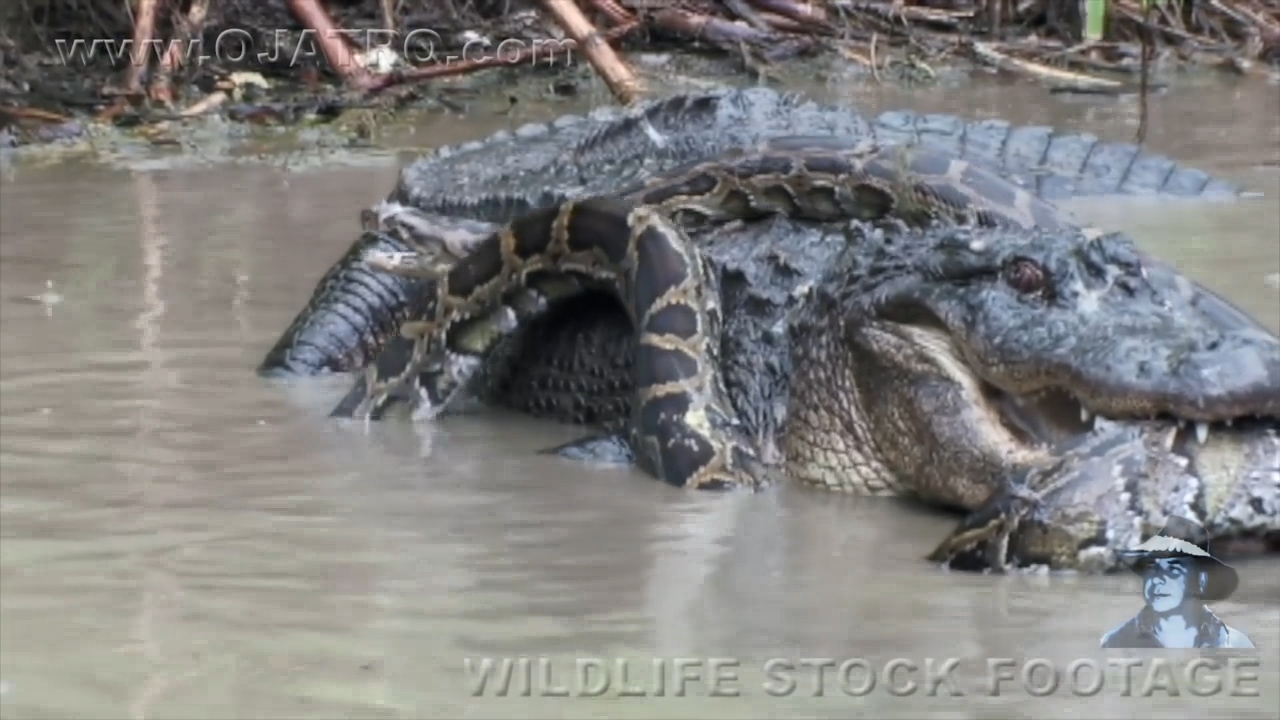 유튜브 영상 캡처