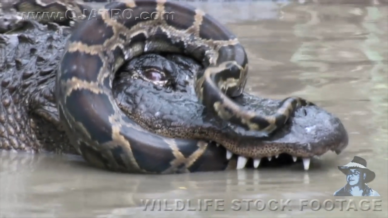 유튜브 영상 캡처