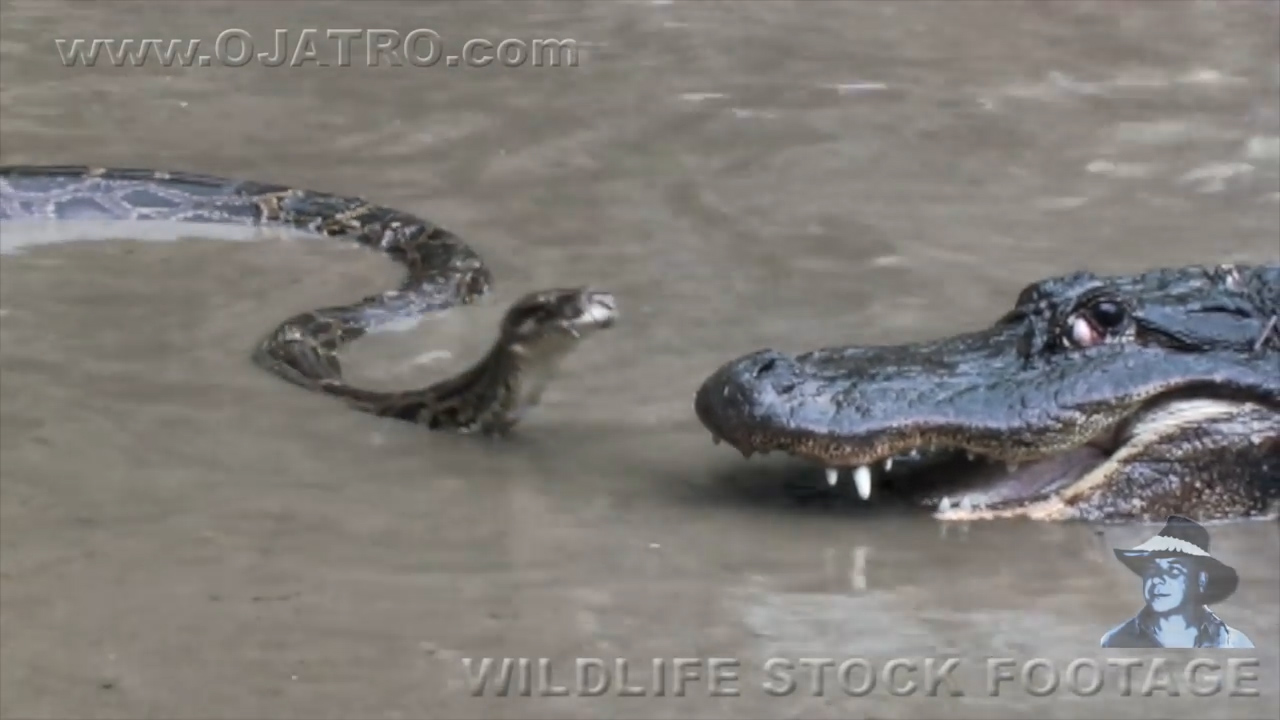 유튜브 영상 캡처
