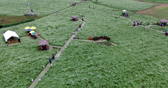 메밀꽃 만개한 효석문화마을