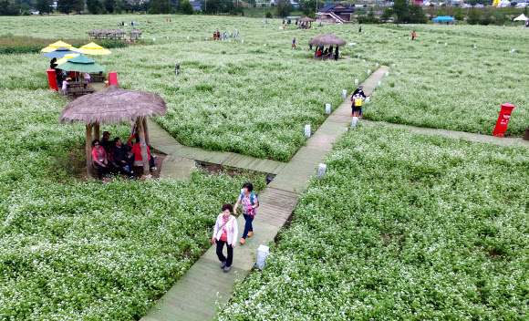 메밀꽃 만개한 효석문화마을