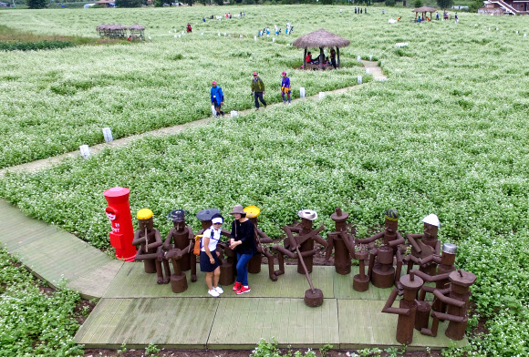 메밀꽃 만개한 효석문화마을