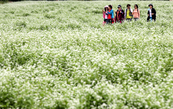 메밀꽃 가득