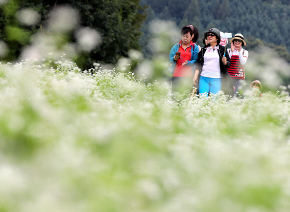 메밀향 가득한 추억